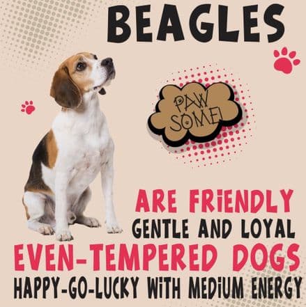 Beagles Metal Wall Sign