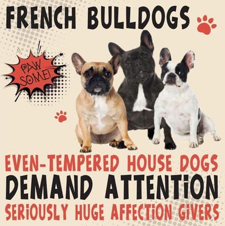 French Bulldogs Metal Wall Sign